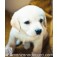 Estor Enrollable Fotográfico Animales Cachorro Perro 150x175