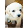 Estor Enrollable Fotográfico Animales Cachorro Perro 150x230