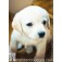 Estor Enrollable Fotográfico Animales Cachorro Perro 170x230